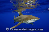 Oceanic Whitetip Shark Photo - David Fleetham