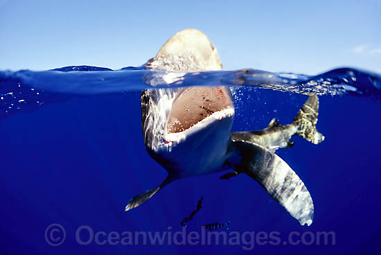 Oceanic Whitetip Shark photo