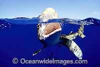Oceanic Whitetip Shark Photo - David Fleetham