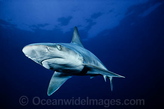 Sandbar Shark Carcharhinus plumbeus photo Sandbar Shark Carcharhinus plumbeus photo
