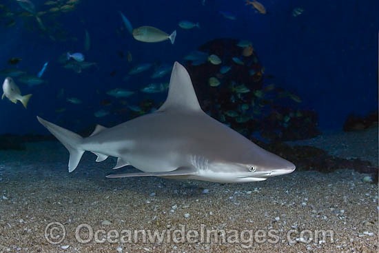 Sandbar Shark Carcharhinus plumbeus photo Sandbar Shark Carcharhinus plumbeus photo