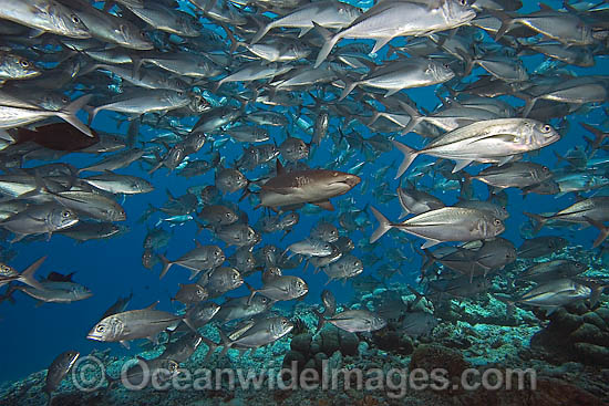 Whitetip Reef Shark & schooling Jacks photo Whitetip Reef Shark & schooling Jacks photo