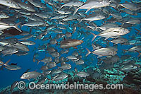 Whitetip Reef Shark & schooling Jacks Photo - David Fleetham