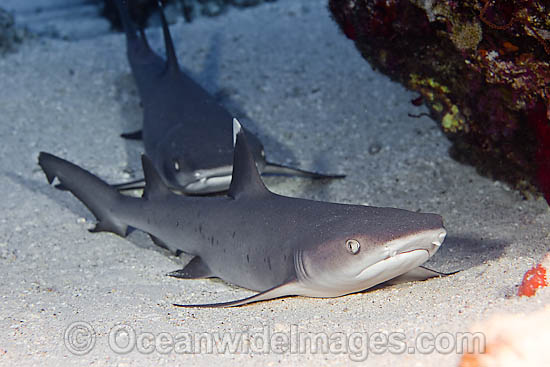 Whitetip Reef Sharks Triaenodon obesus photo Whitetip Reef Sharks Triaenodon obesus photo