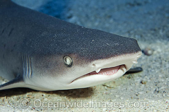 Whitetip Reef Shark resting under ledge photo Whitetip Reef Shark resting under ledge photo
