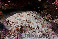 Tasselled Wobbegong Shark Photo - David Fleetham