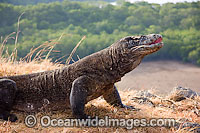 Komodo Dragon Rinca Island Photo - David Fleetham