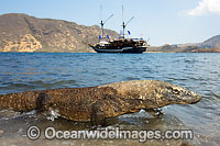 Komodo Dragon Varanus komodoensis Photo - David Fleetham
