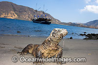 Komodo Dragon Rinca Island Photo - David Fleetham