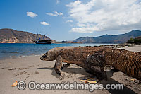 Komodo Dragon Rinca Island Photo - David Fleetham