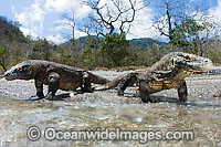 Komodo Dragon Rinca Island Photo - David Fleetham