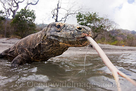 Komodo Dragon Rinca Island photo Komodo Dragon Rinca Island photo