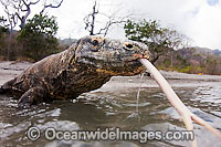 Komodo Dragon Rinca Island Photo - David Fleetham