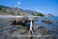 Komodo Dragon Varanus komodoensis Photo - David Fleetham