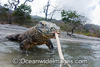 Komodo Dragon Rinca Island Photo - David Fleetham