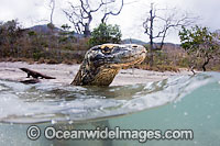 Komodo Dragon Rinca Island Photo - David Fleetham