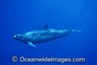 False Killer Whale Pseudorca crassidens Photo - David Fleetham