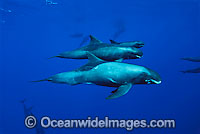 False Killer Whale Pseudorca crassidens Photo - David Fleetham
