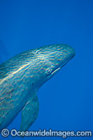 False Killer Whale Pseudorca crassidens Photo - David Fleetham