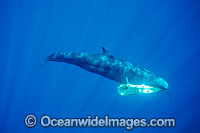 False Killer Whale with Dolphinfish being hunted Photo - David Fleetham