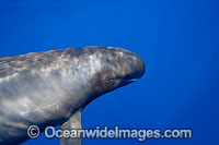 Pygmy Killer Whale Feresa attenuata Photo - David Fleetham