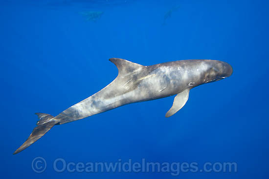 Pygmy Killer Whale Feresa attenuata photo Pygmy Killer Whale Feresa attenuata photo