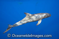 Pygmy Killer Whale Feresa attenuata Photo - David Fleetham