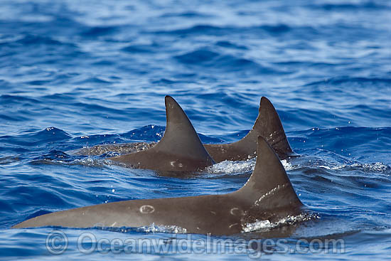 Pygmy Killer Whale pod at surface photo Pygmy Killer Whale pod at surface photo