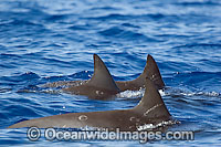 Pygmy Killer Whale pod at surface Photo - David Fleetham