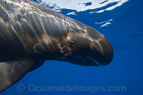 Pygmy Killer Whale Feresa attenuata photo Pygmy Killer Whale Feresa attenuata photo