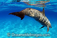 Atlantic Spotted Dolphin Photo - David Fleetham