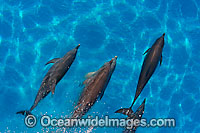 Atlantic Spotted Dolphins Photo - David Fleetham