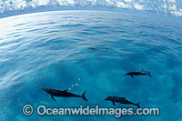 Atlantic Spotted Dolphins Stenella frontalis Photo - David Fleetham