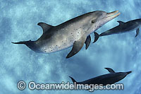 Atlantic Spotted Dolphin Photo - David Fleetham