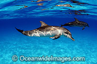 Atlantic Spotted Dolphins Photo - David Fleetham