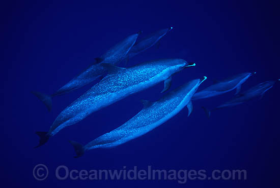 Pantropical Spotted Dolphin photo
