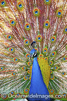 Peacock during courtship display Photo - Gary Bell