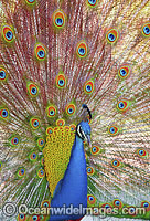 Peacock displaying feathers Photo - Gary Bell