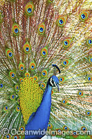 Peacock during courtship display Photo - Gary Bell