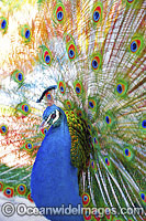 Peacock during courtship display Photo - Gary Bell