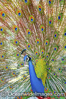 Peacock Photo - Gary Bell