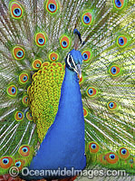 Peacock during courtship display Photo - Gary Bell