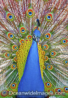 Peacock during courtship display Photo - Gary Bell