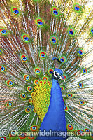 Peacock displaying feathers Photo - Gary Bell