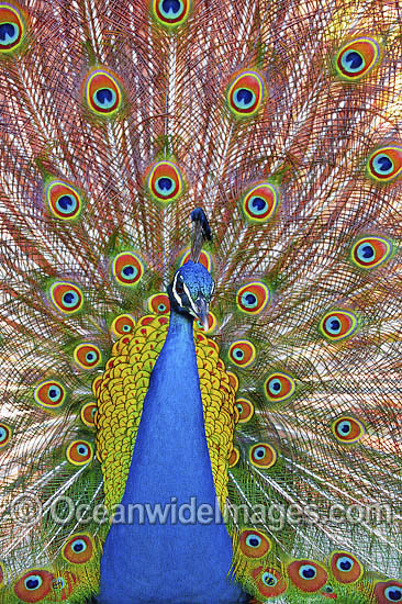 Peacock during courtship display photo Peacock during courtship display photo