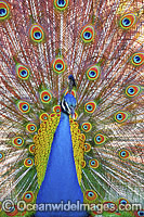 Peacock during courtship display Photo - Gary Bell