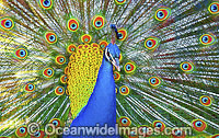 Peacock during courtship display Photo - Gary Bell