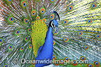 Peacock during courtship display Photo - Gary Bell