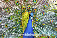 Peacock during courtship display Photo - Gary Bell