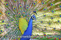 Peacock displaying feathers Photo - Gary Bell